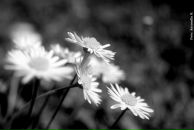 Фотография Тарассоли Татьяны